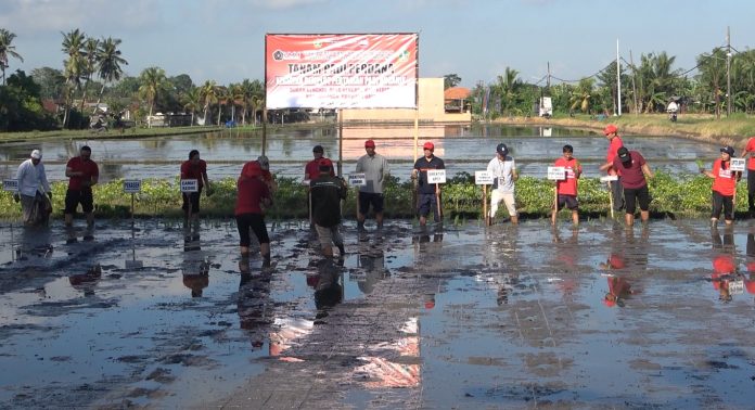 Tanam Perdana Demplot Padi Organik, Wujud Implementasi Kolaborasi Pemerintah Kabupaten Tabanan Dan Universitas Muhammadiyah Malang4