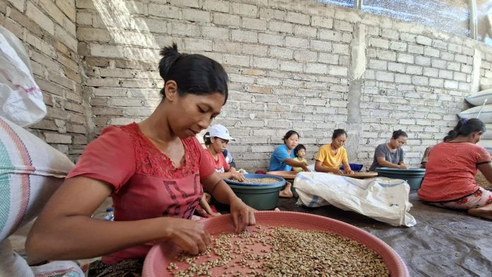 080690700_1759434561-20251002_151026.jpg Hari Kopi Sedunia: Petani di Kintamani Dilatih Jaga Keberlangsungan Kopi Arabika