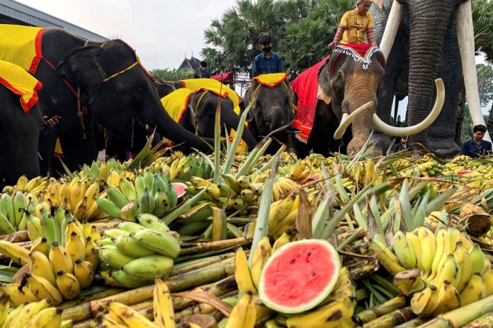 HARI-GAJAH2_1.jpg