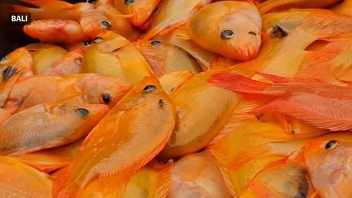 059448000_1771044723-Ikan_red_devil.png Dua Ton Red Devil Perusak Ekosistem Danau Batur Bali Diolah Jadi Tepung Ikan