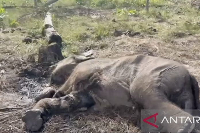 gajah-sumatera.jpg