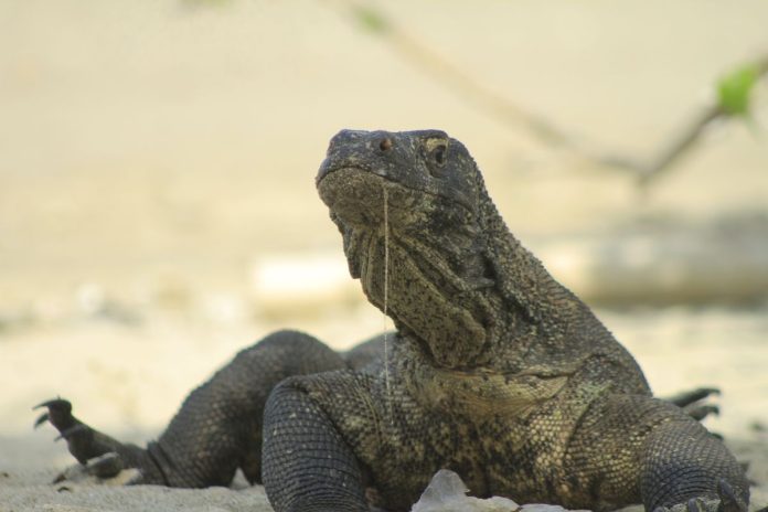 Jumlah-Komodo-di-Pulau-Komodo-230525-KH-5jpg.jpg