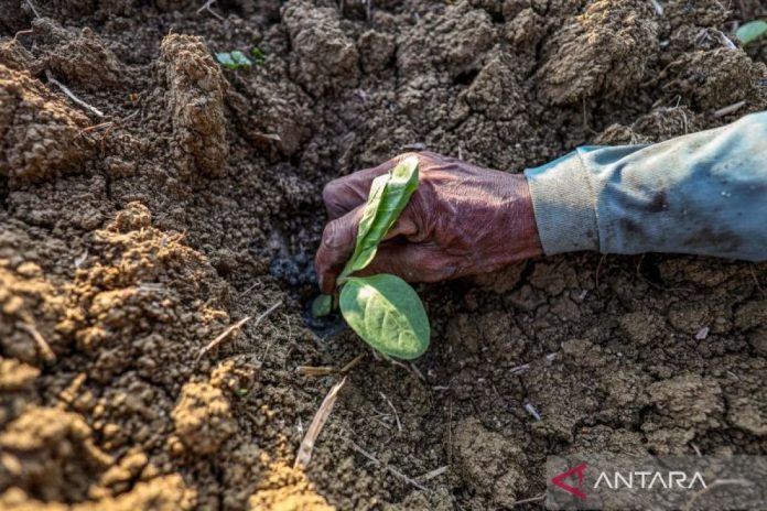 petani-ganti-lahan-padi-dengan-tanam-tembakau-2795652.jpg