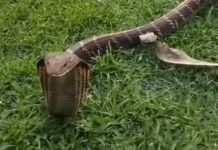 Musim Kawin, Kobra Betina Masuk Vila Musim Kawin, Kobra Betina Masuk Vila