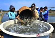 Amerika kenakan tarif 13,9 persen untuk udang asal Indonesia