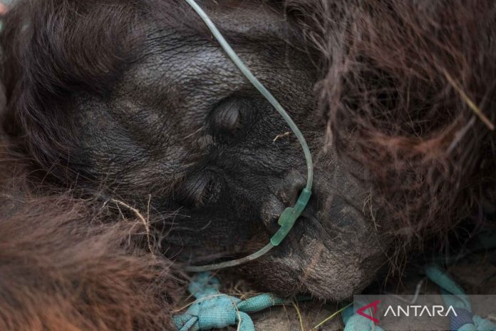 Evakuasi-Orangutan-Dari-Perkebunan-Sawit-Di-Ketapang-310826-jw-1.jpg