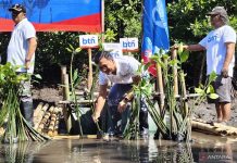 Rehabilitasi mangrove di Bali tambah potensi ekonomi dan kapasitas nelayan kelola ekowisata