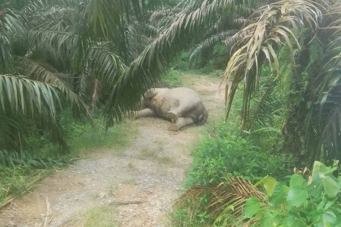 gajah-mati-aceh-tamiang.jpg
