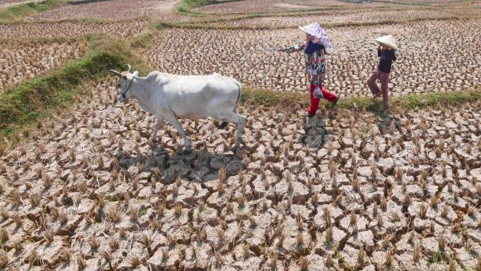 006592600_1787635574-ker2.jpg Hujan Belum Turun Selama 123 Hari di Bali, Ini Penjelasan BMKG