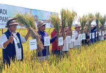 Gianyar bakal adopsi pertanian modern di Jembrana