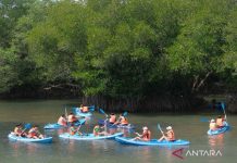Hutan mangrove Denpasar dikembangkan jadi ekowisata menarik