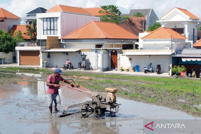luas-panen-sepanjang-tahun-2025-di-provinsi-bali-menurun-2722090.jpg
